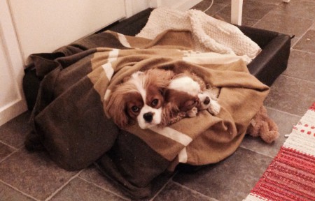 Sovstund med gammeltiken, Tindra