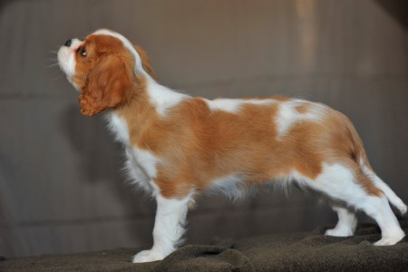 Bella ställer upp sig