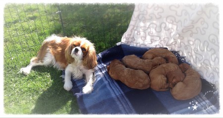 Siesta! Valpar 5 veckor