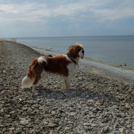 Bella på semester med svalkande hav